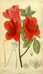 Rhododendron sublanceolatum (= Rhododendron scabrum), Ericaceae